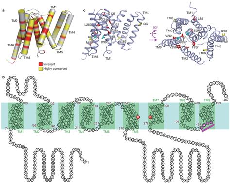 Homology modelling of human presenilin 1. a, Amino acids that... | Download Scientific Diagram