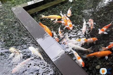 Can Koi Fish Survive In Cold Water? | Lesser Known Facts About Koi Fish|