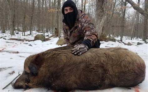 Boar hunting ranch - guided wild hog hunts, Russian Boar hunting preserve