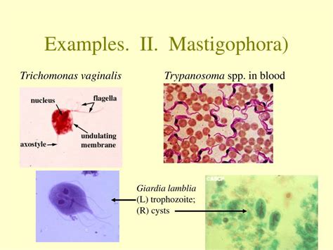 PPT - An introduction to parasitic protozoa: Form, function and life cycles PowerPoint ...