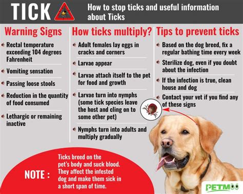 Tick Bite On Dogs - Tick Fever Symptoms & Treatments - Petmoo