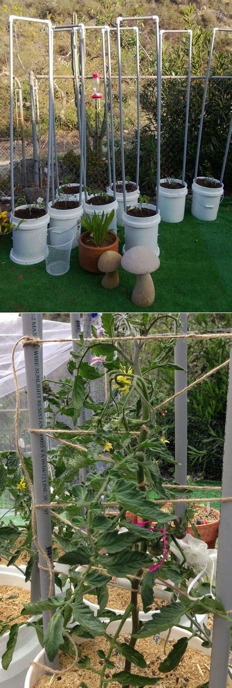 The Backyard Garden: Growing tomatoes in containers