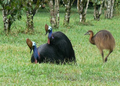 Cassowary | Animal Wildlife