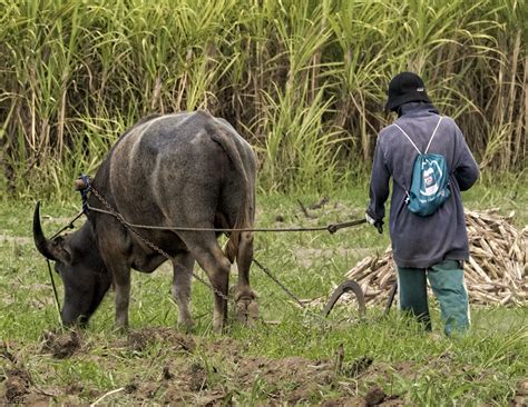 Plowing | Farmhand with his Carabao plowing a large field. B… | Flickr