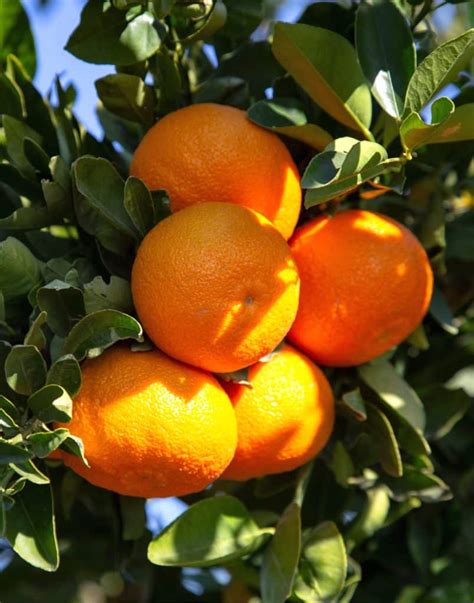 Clementine or mandarin orange trees - care, pruning and harvest