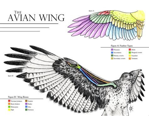 Avian Wing Anatomy by atethirteen on deviantART | Wing anatomy, Wings drawing, Bird wings