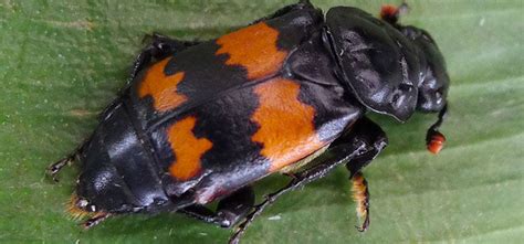 Burying Beetle - Pest Identification for Vegetable Gardens