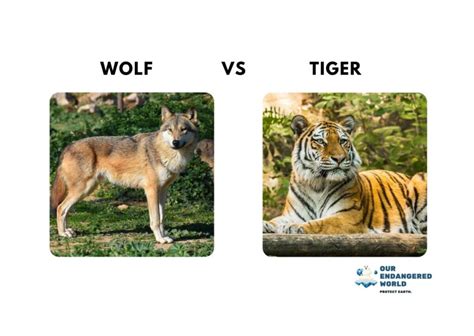 Wolves Size Comparison: How Big Are Wolves Compared to Dogs, Humans, and Other Animals?