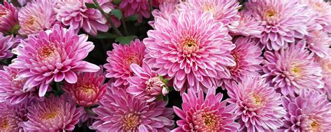 November Birth Flower + More: Chrysanthemum | ProFlowers