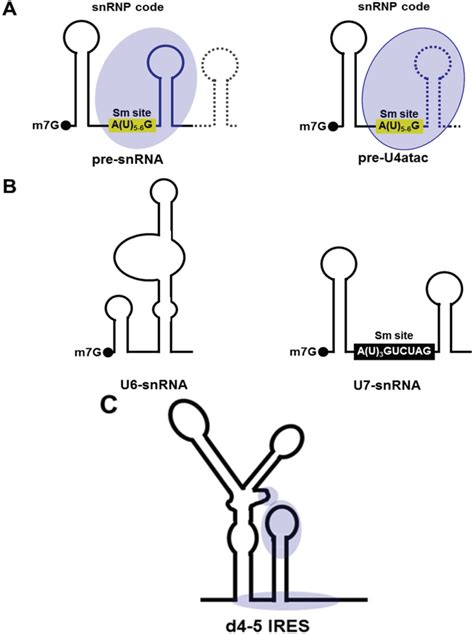 Biomolecules | Special Issue : RNA-Binding Proteins—Structure, Function, Networks and Disease