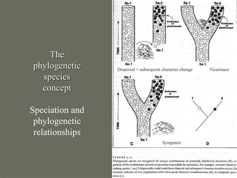 PPT - Species Concepts PowerPoint Presentation, free download - ID:636418