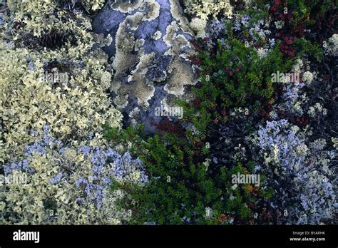 Moss lichens growing on tundra hi-res stock photography and images - Alamy