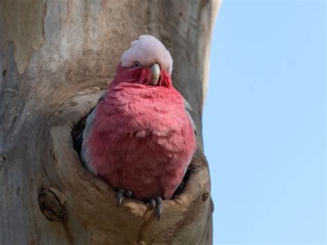 Galah Nesting: A Complete Guide | Birdfact