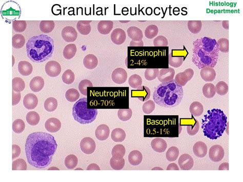 Neutrophils Histology