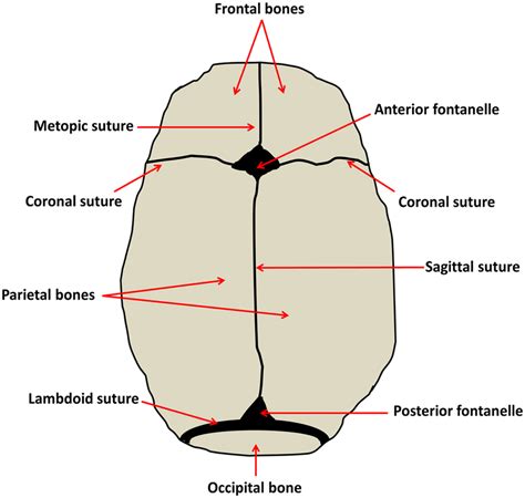 Neonatal Cranial Anatomy