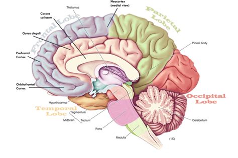 1.1-Major Anatomical Divisions of Human Brain | Download Scientific Diagram