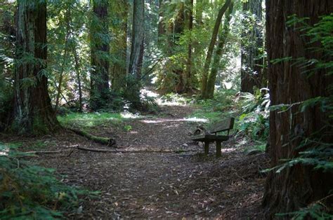 Redwood Regional Park, Oakland, CA | Photography Locations - Nor Cal