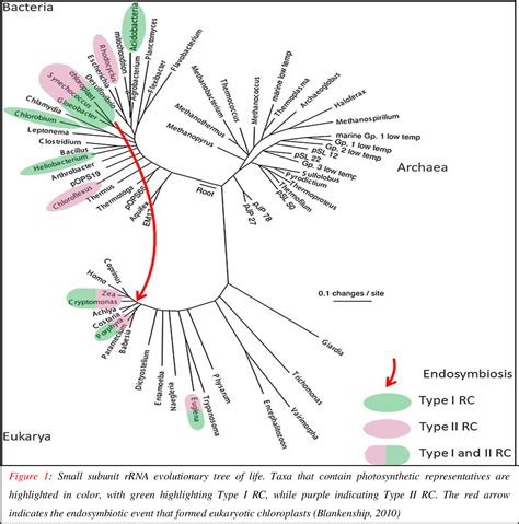 Figure 1 from Section 1 Evolution of Photosynthesis | Semantic Scholar