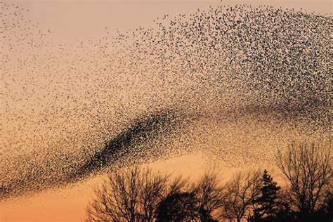 12 Most Amazing Bird Formations - murmuration, amazing birds - Oddee