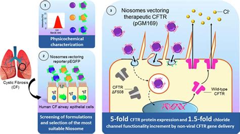 Non-viral mediated gene therapy in human cystic fibrosis airway ...