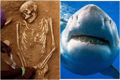 Oldest Shark Attack Victim Ever Discovered In Japan