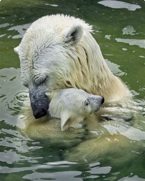 Animals image by Cate Casper | Baby polar bears, Polar bear, Animals beautiful