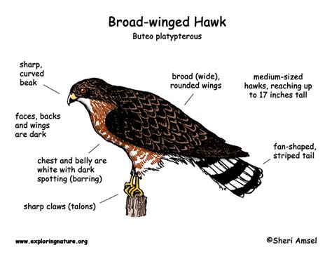 Hawk (Broad-winged)