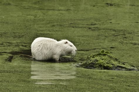 Albino Nutria Myocastor coypus - Photorator