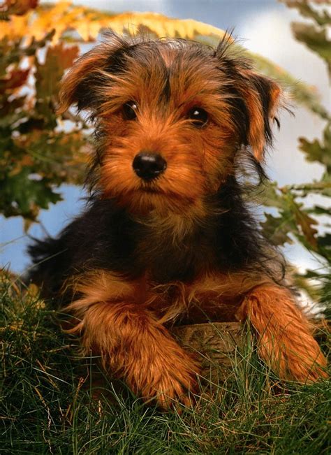 pictures of puppies /Airedale Terrier - FREE HD WALLPAPERS