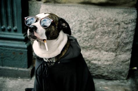 Dog Sunglasses Wallpapers - Wallpaper Cave