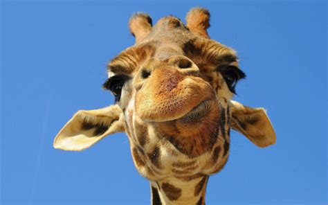 Giraffe Meme