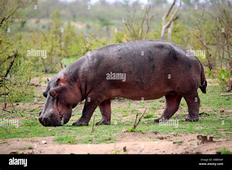 Hippopotamus Amphibius Stock Photos & Hippopotamus Amphibius Stock Images - Alamy