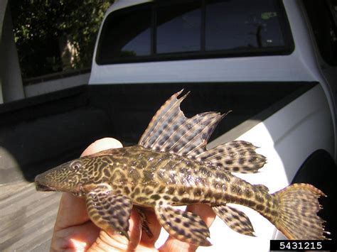 amazon sailfin catfish (Pterygoplichthys pardalis)