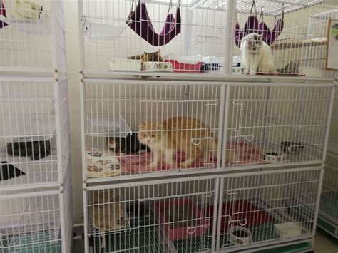 CAT BOARDING AMPANG: KITTY HOTEL SERVICES - hotel kucing di melawati ...