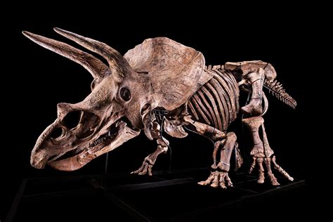 Largest triceratops skeleton ever discovered comes to auction in France