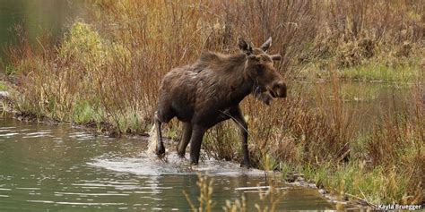 Colorado Wildlife and Where to Find Them | Colorado Info