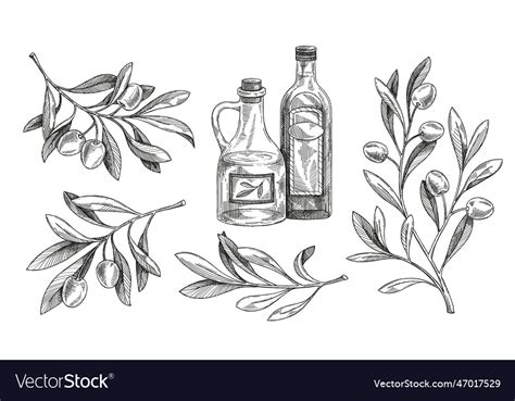 Olive branch sketch Royalty Free Vector Image - VectorStock