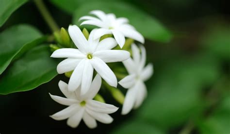 Jasmine Plant: Facts, How to Grow and Care