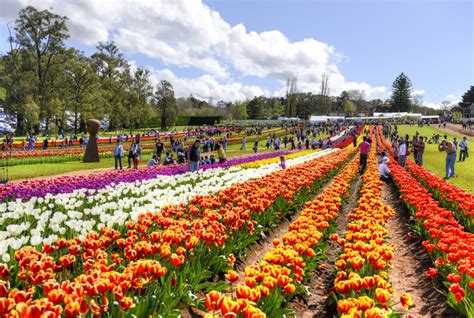 Thưởng ngoạn lễ hội hoa tulip Tesselaar Úc 2019 - Fantasea Travel