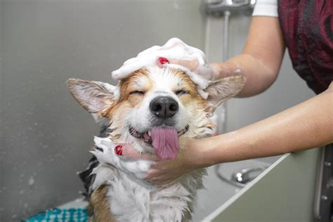 8 Tips When Grooming Your Pets - Pet Radio Magazine