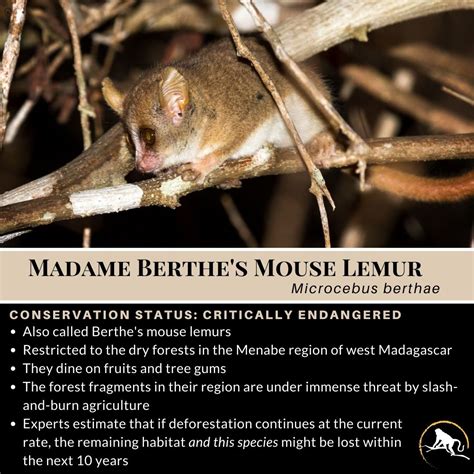 Madame Berthe’s Mouse Lemur, Microcebus berthae