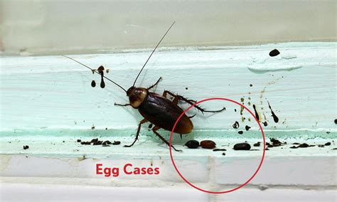 Signs of a Cockroach Infestation (With Pictures) - Dodson Pest Control