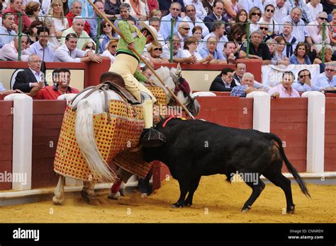 Bullfighting Picador lance mounted on horse 'Peto' protection fighting bull in bullring 'Tercio ...