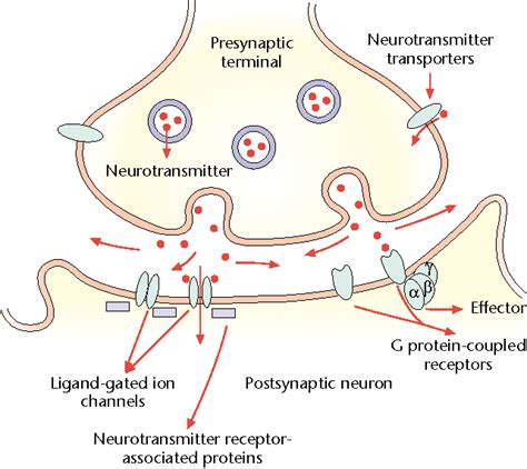 Neurotransmitter Receptors in the Postsynaptic Neuron | Semantic Scholar