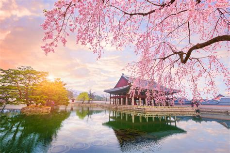 When and Where to Enjoy Cherry Blossoms in South Korea This Season? - Wego Travel Blog