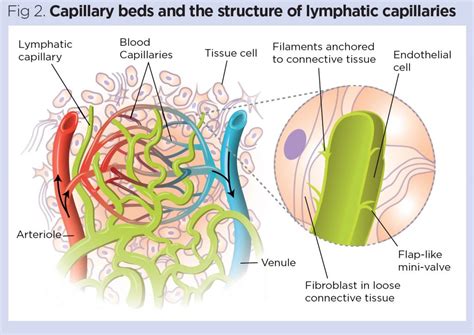 The Lymphatic System 1 Structure Function And Oedema Nursing Times ...