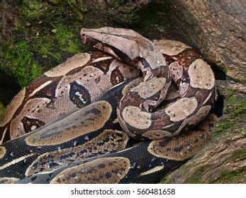 Boa Constrictor Constrictor Amazon Rainforest Stock Photo 560481658 ...