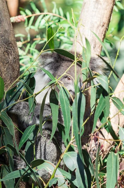 Koala in a Eucalyptus Tree in the Yarra Valley in Australia Stock Photo - Image of fauna ...