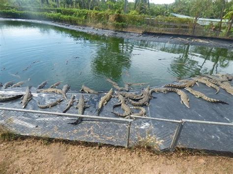 Crocodylus Park (Darwin): UPDATED 2021 All You Need to Know Before You Go (with PHOTOS)