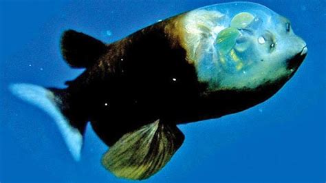 The Story Of Barreleye Fish. The Story Of Barreleye Fish | by chamara lahiru | Medium